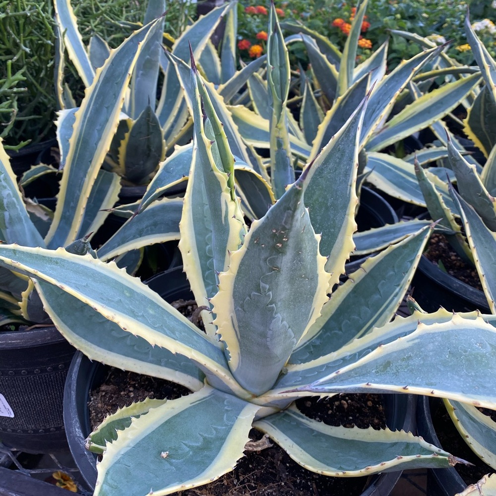 Meet your Posher, Lin